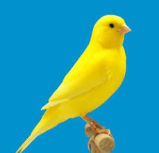 Premium Canaries