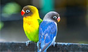 Love Birds Pair